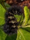 Tiger Moth Caterpillar Royalty Free Stock Photo