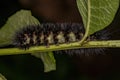 Tiger Moth Caterpillar Royalty Free Stock Photo