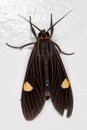 Tiger Moth Royalty Free Stock Photo
