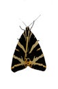 Tiger Moth Insect Bug Photograph