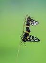 Tiger Moth mating in the early morning Royalty Free Stock Photo