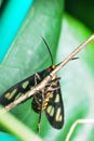 Tiger Moth's Underside