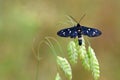 Amata nigricornis , Tiger moth sitting on grass tip in green pale bokeh background