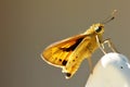 Tiger Moths - Asota plagiata