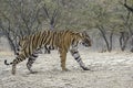 Tiger on the move in the forest of Ranthambore. Royalty Free Stock Photo
