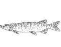 Tiger muskellunge or Esox masquinongy lucius or Esox lucius masquinongy tiger muskie Freshwater Fish Cartoon Drawing Royalty Free Stock Photo