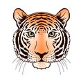 Tiger muzzle on white