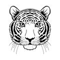 Tiger muzzle on white