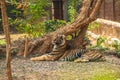 The Tiger in Nandan Kannan zoological park