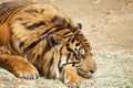 Tiger Nap Royalty Free Stock Photo
