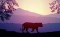 Tiger in the natural forest. Wild animals. Mountains horizon hills silhouettes of trees. Evening Sunrise and sunset.