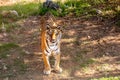 Tiger in the nature habitat. Tiger male walking head on compo Royalty Free Stock Photo