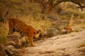 Tiger in the nature habitat. Tiger family in the water. Royalty Free Stock Photo