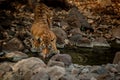 Tiger in the nature habitat. Tiger female in the water. Royalty Free Stock Photo