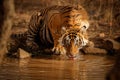 Tiger in the nature habitat. Tiger male in the water. Royalty Free Stock Photo