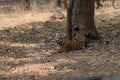 Tiger at Ranthambore National Park Royalty Free Stock Photo