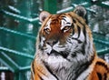Tiger orange hunter in snow portrait view from down Royalty Free Stock Photo