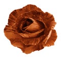 Tiger orange rose. Flower, white isolated background with clipping path. Closeup. no shadows. For design. Royalty Free Stock Photo