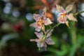 Tiger orchid, also known as Leopard flower, Grammatophyllum speciosum, Giant, Sugar Cane or Queen. Blooms on background