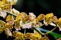 Tiger orchid from the botanical garden.