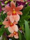 Tiger orchid