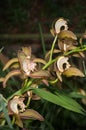 Tiger orchid on dark tone Royalty Free Stock Photo