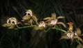 Tiger orchid on dark tone Royalty Free Stock Photo