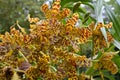 Tiger Orchid flowers are about 10cm wide, with pale greenish-yellow sepals & petals, as well as striking orange-brown patterns