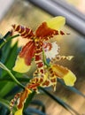 Tiger Orchid Rossioglossum grande