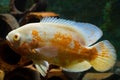 Tiger oscar, big and very aggressive freshwater cichlid, cute, intelligent and a great pet with rare albino color