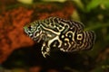 Tiger Oscar Cichlid Astronotus ocellatus aquarium fish Royalty Free Stock Photo