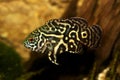 Tiger Oscar Cichlid Astronotus ocellatus aquarium fish Royalty Free Stock Photo