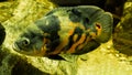 Tiger oscar fish in closeup that is swimming in the water, a tropical pet from south America Royalty Free Stock Photo