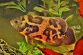 Tiger Oscar fish swimming in an aquarium. Royalty Free Stock Photo