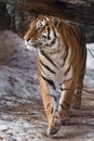 Tiger paces and looks proudly. The powerful and beautiful big cat Amur tiger goes on snow