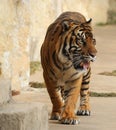 Tiger Pacing and looking hungry