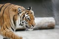Tiger Pacing Royalty Free Stock Photo