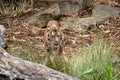Tiger pacing in a leafy, rocky area Royalty Free Stock Photo
