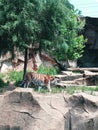 Tiger pacing by tree