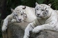 Tiger Pair Royalty Free Stock Photo