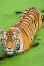 Tiger Panthera tigris altaica Royalty Free Stock Photo