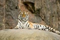 Tiger Panthera tigris altaica Royalty Free Stock Photo