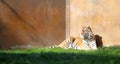 Tiger Panthera Tigris Altaica resting in a garden Royalty Free Stock Photo