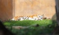 Tiger Panthera Tigris Altaica resting in a garden Royalty Free Stock Photo