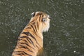 Tiger (Panthera tigris altaica) Rests in Pool Royalty Free Stock Photo