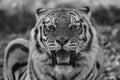 Tiger black and white closeup roaring with mouth open teeth showing Royalty Free Stock Photo