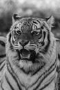 Tiger black and white closeup roaring with mouth open teeth showing Royalty Free Stock Photo