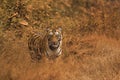 Tiger Panthera tigris tigris- Chandi cub, Umred-Karhandla Wildlife Sanctuary, Maharashtra, India