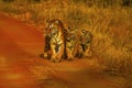 Tiger, Panthera tigris. Hirdinala female with cubs. Tadoba Tiger Reserve, Chandrapur district