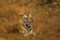 Tiger Panthera tigris tigris- Jaichand, Umred-Karhandla Wildlife Sanctuary, Maharashtra, India Royalty Free Stock Photo